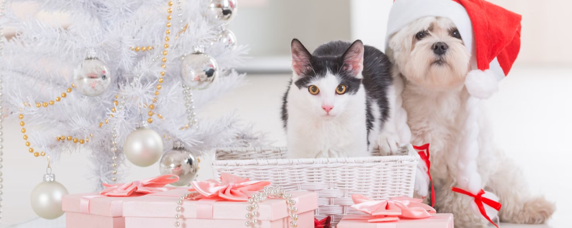 The Ultimate Christmas Gift Guide for Your Beloved Pets
