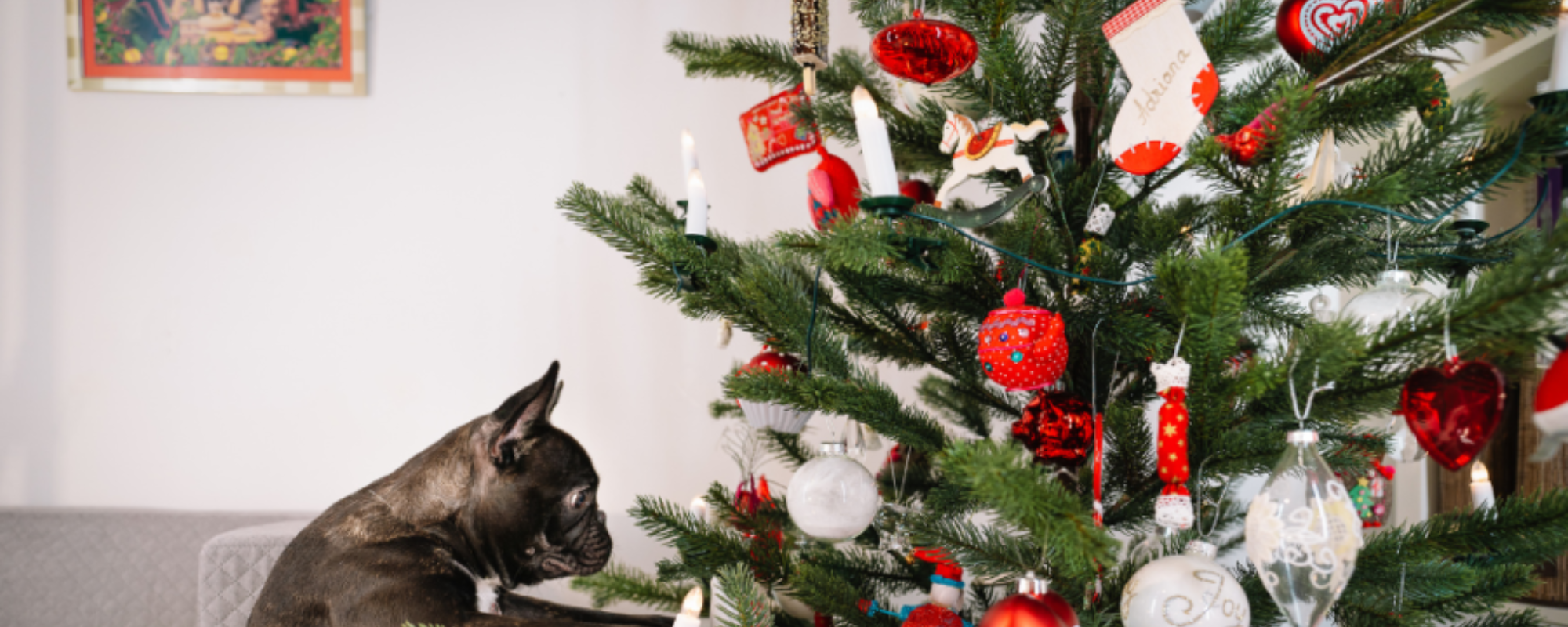 How to Introduce Your Pets to a Christmas Tree (Without the Drama or Stress!)