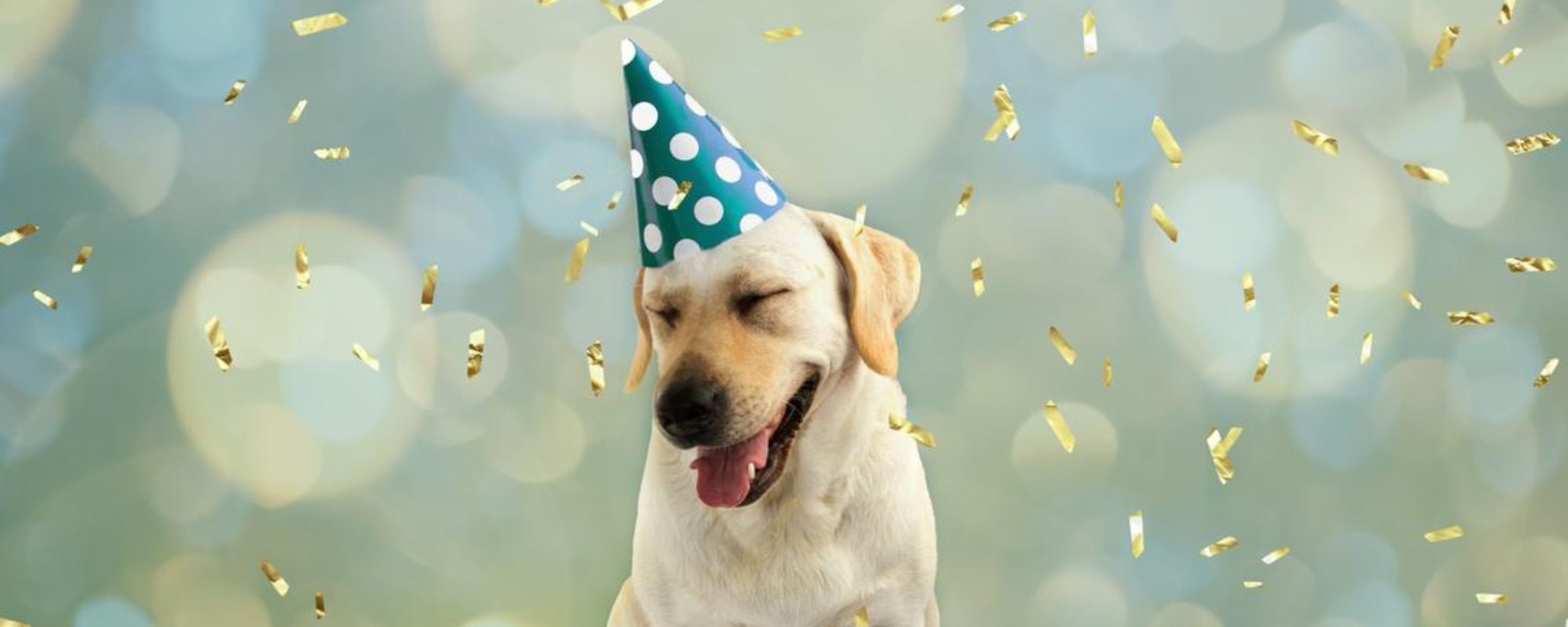 New Year’s Morning Snuggles Welcoming 2025 with Your Pets