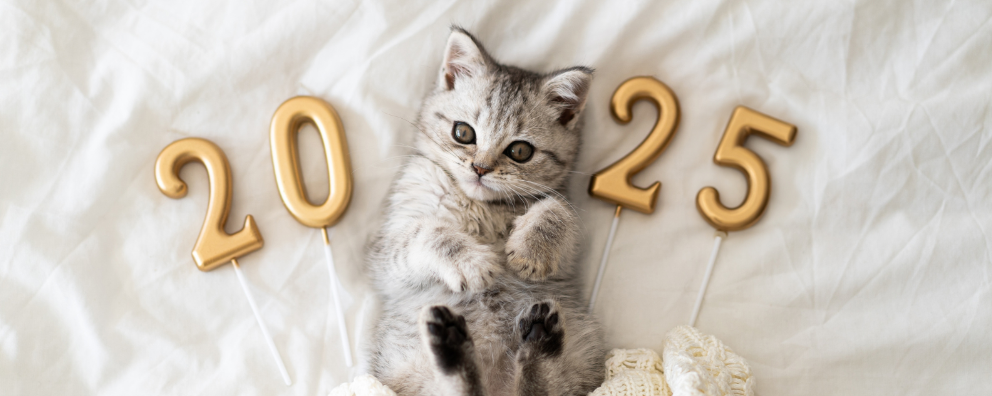 Counting Down to Midnight with Your Furry Friends Tips and Tricks