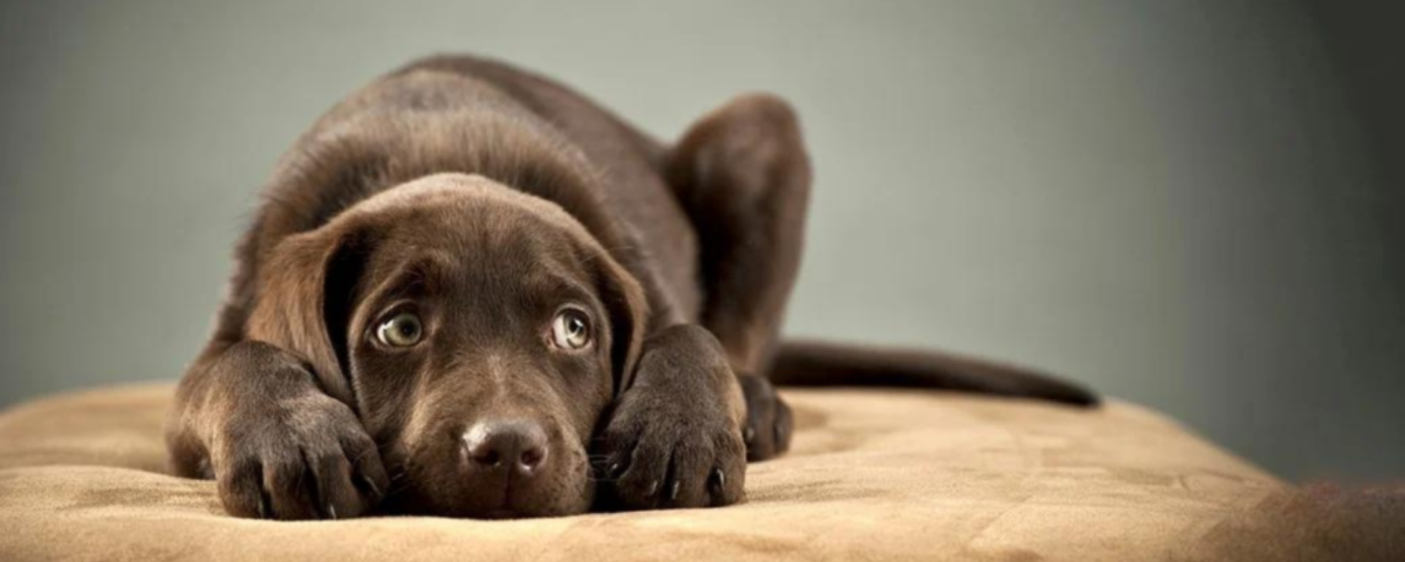 How to Keep Your Pets Safe During New Year’s Festivities