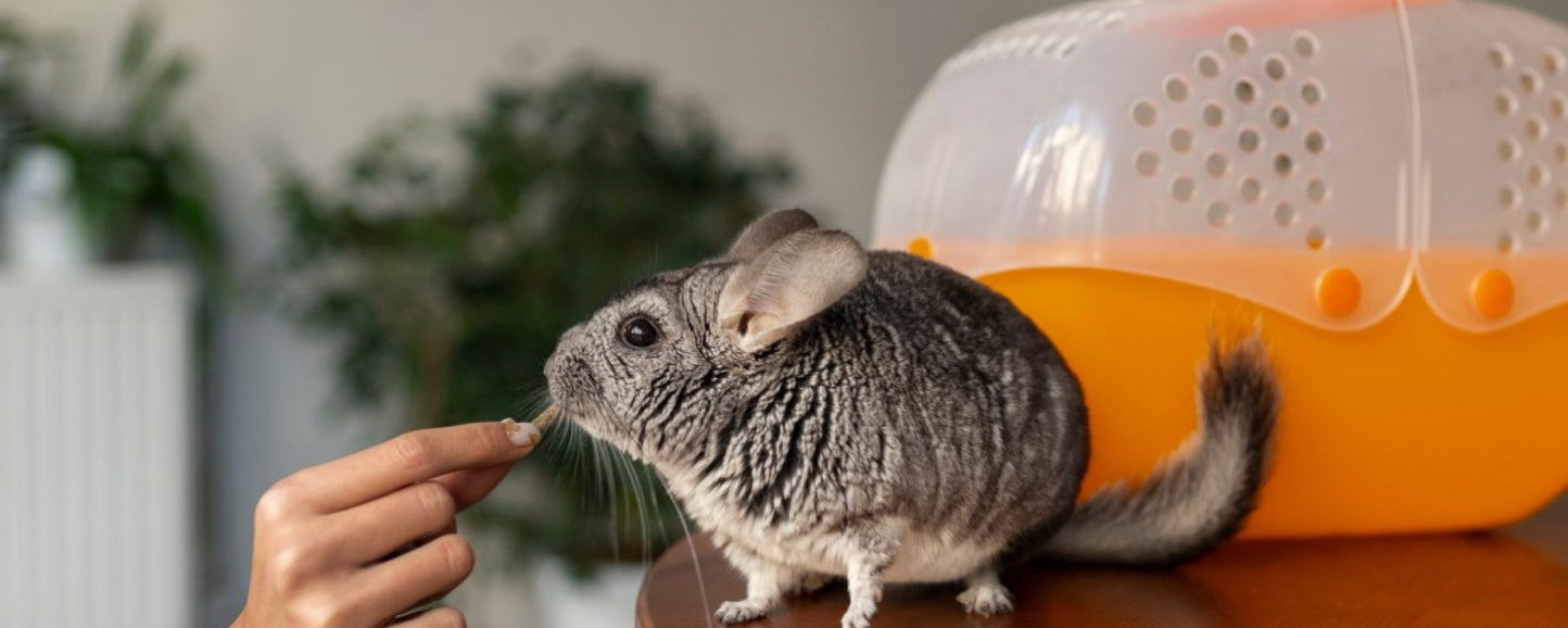 Best Practices for Feeding Small Rodents: Gerbils, Mice, and Hamsters
