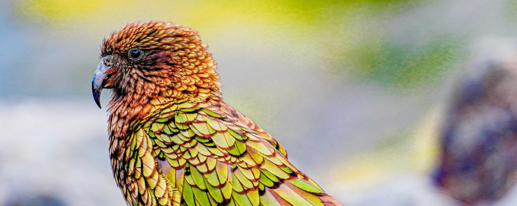 Bird Beak Health: Common Issues and How to Care for Them - Pet Servo