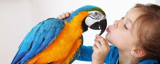 Common Bird Diseases: Symptoms and Treatment