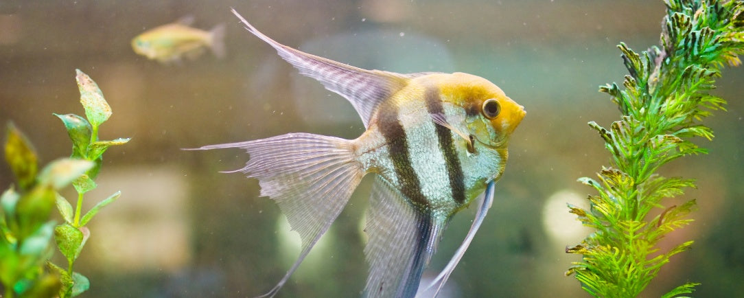 Freshwater vs. Saltwater Fish Diets: What’s the Difference?
