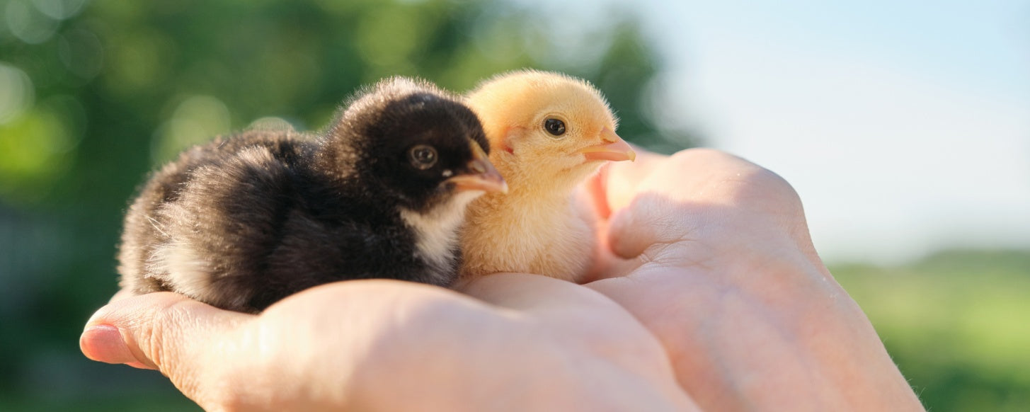 Raising Chicks 101: Best Practices for New Chicken Owners