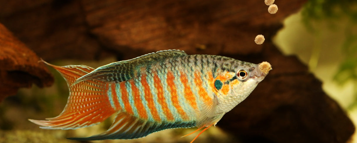 The complete guideline about feeding your fish pet