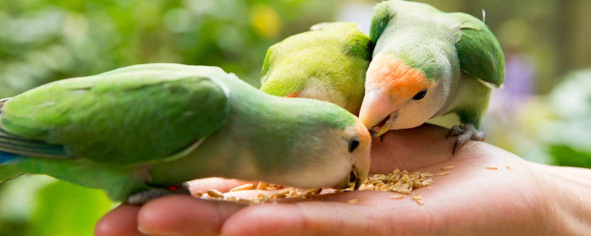 What You Need to Know About Feeding Your Bird the Right Way