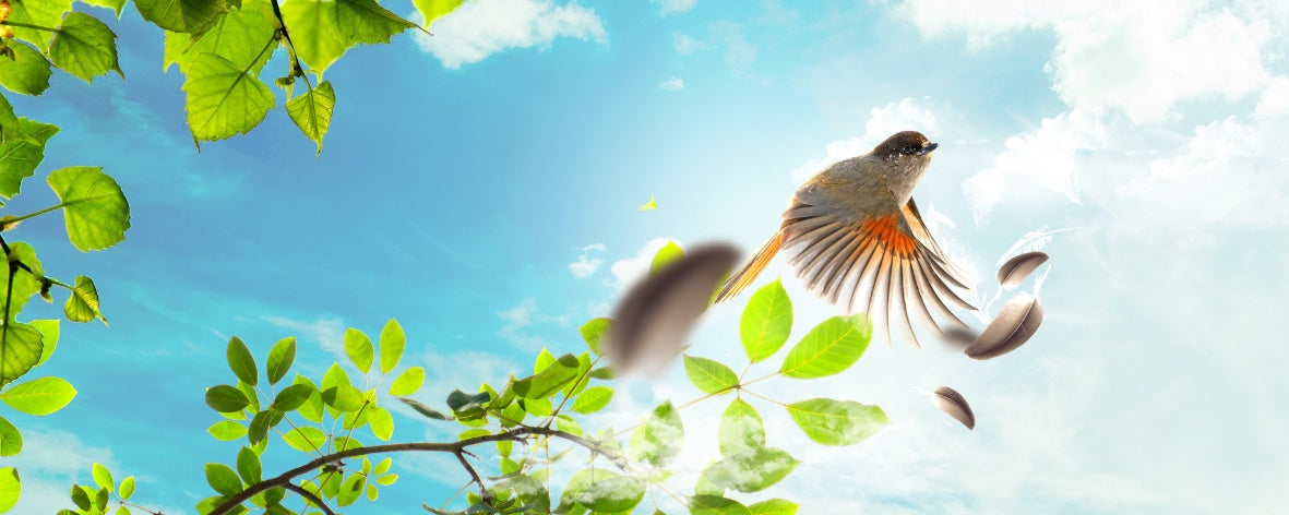 Feather plucking in birds what it means and how to prevent it