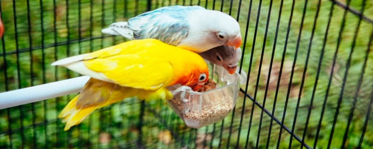 Essential Vitamins and Minerals for Fish, Birds, and Small Pets: Why Nutrition Matters