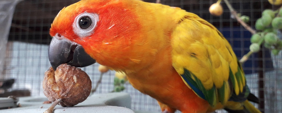 Enriching Your Parrot’s Life: Tips for a Happier, Healthier Bird