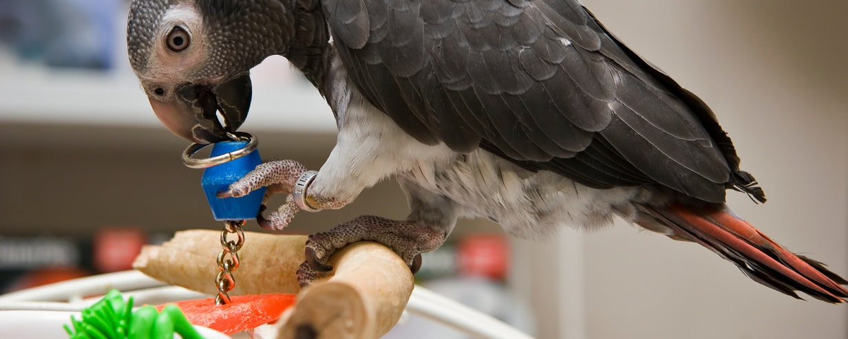10 Safe Bird Toys for Happy and Healthy Playtime