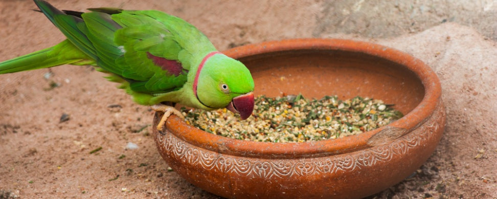 15 Common Household Items That Could Poison Your Bird
