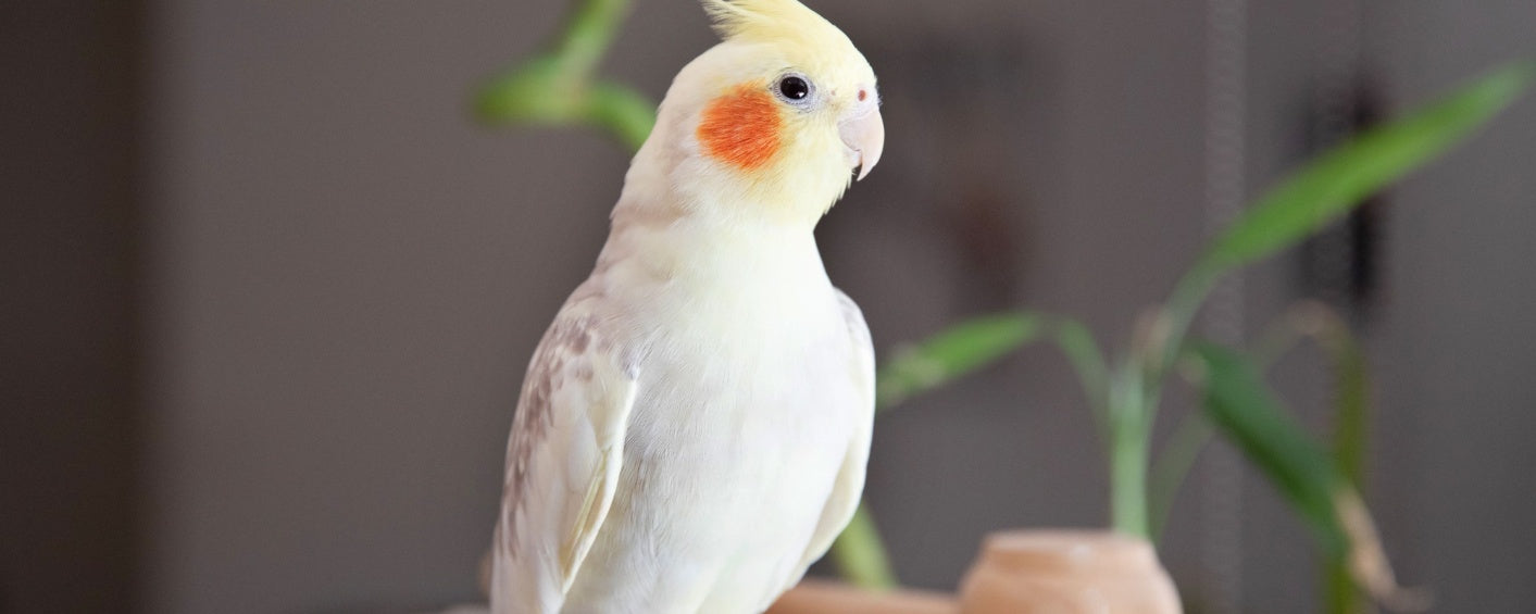 6 Fun and Easy Ways to Enrich Your Bird’s Daily Life