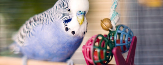 7 Engaging Activities to Keep Your Parrot Happy and Busy