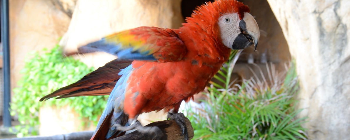 A Guide to Supporting Your Senior Bird's Health and Wellbeing