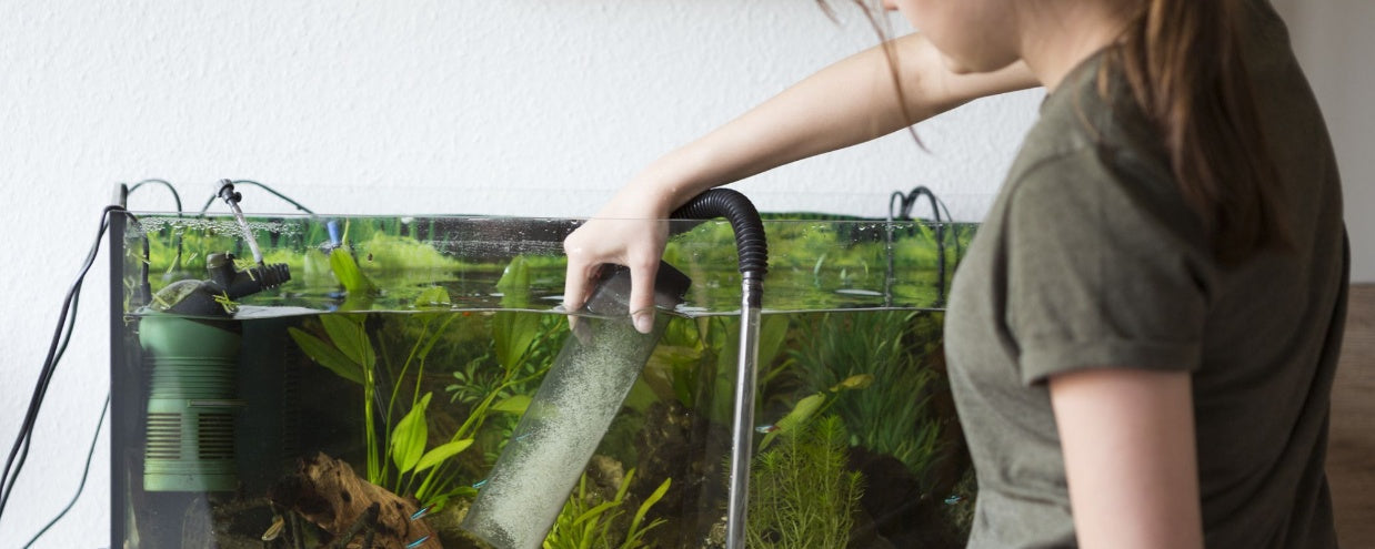 Algae-Free Aquariums: Simple Tips to Keep Your Tank Clean