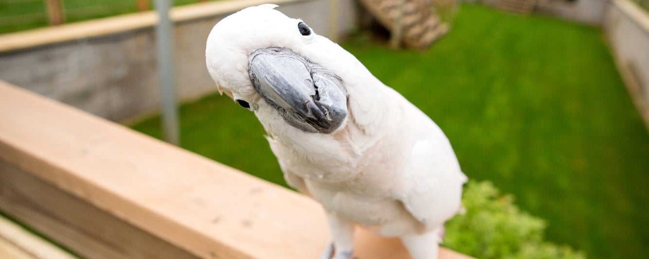 Beak Care Basics: How to Trim Your Bird’s Beak Safely