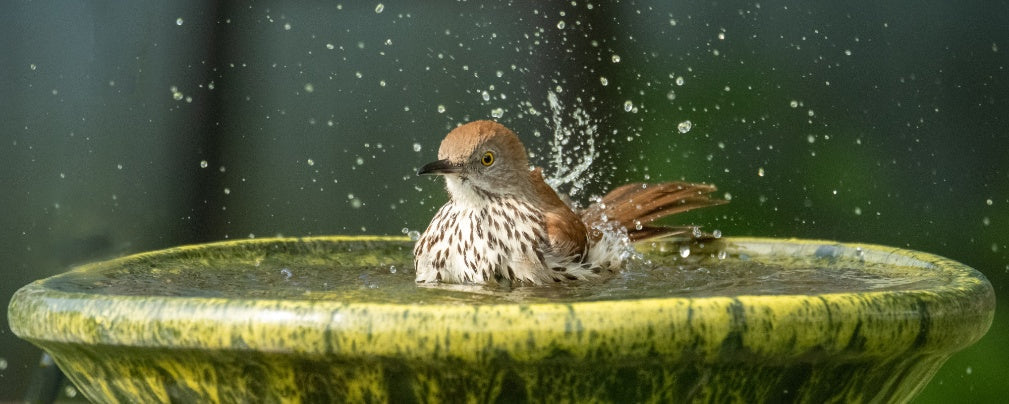 Beat the Heat: 4 Essential Tips for Summer Bird Care