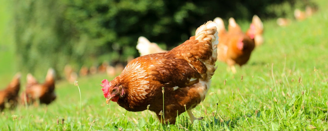 Before You Get Chickens: What Every Beginner Should Know
