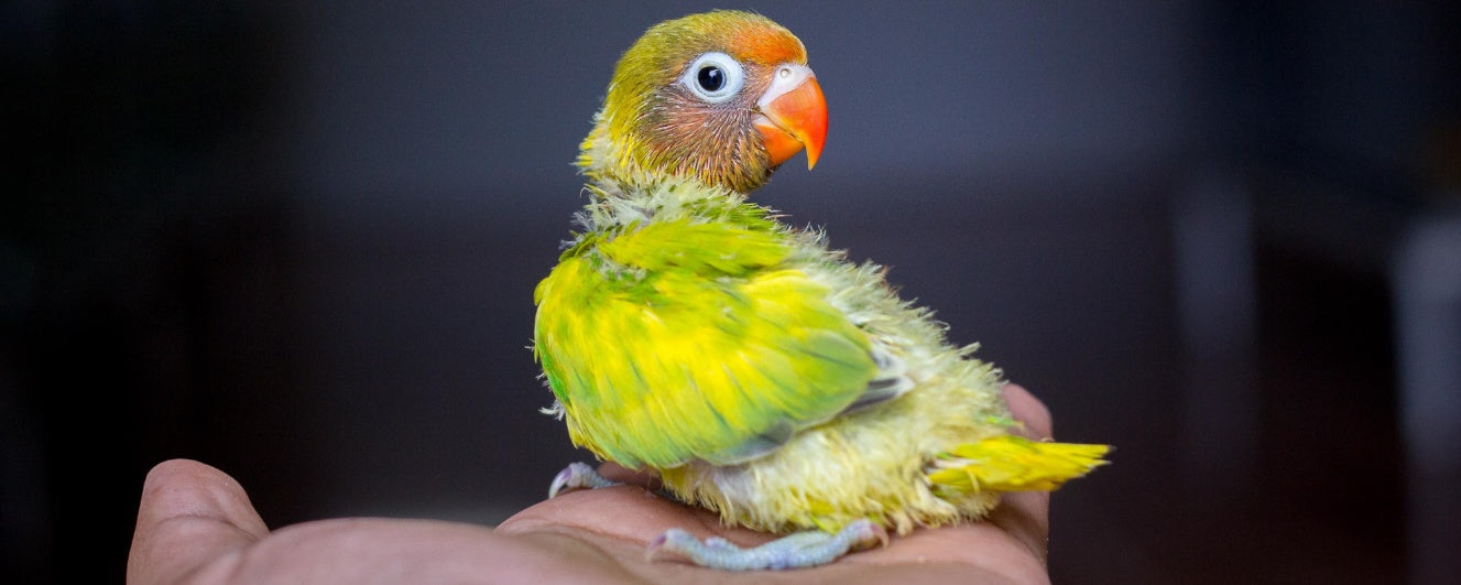 Behavior Management for Pet Birds: Tips and Training Solutions