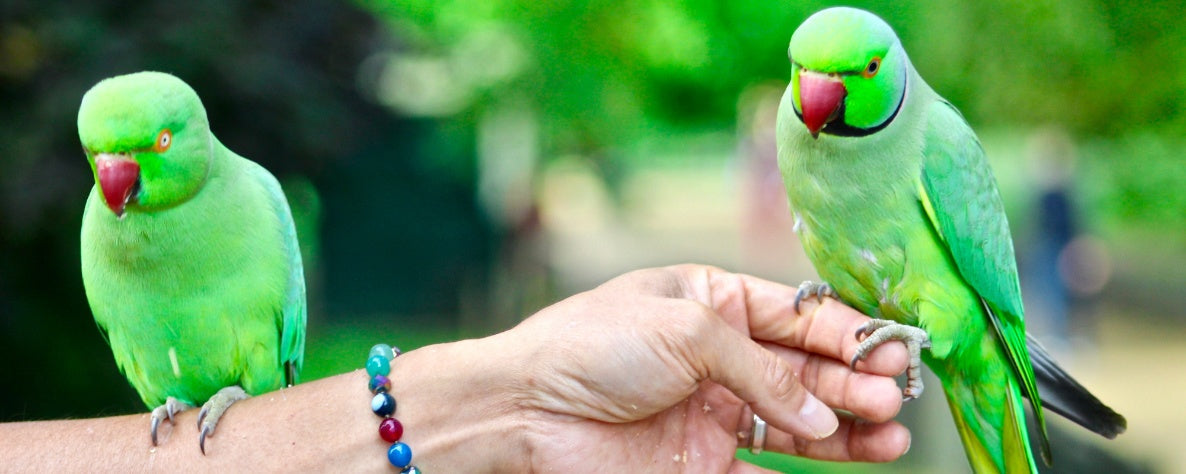 Calm Your Bird’s Hormonal Outbursts with These Simple Fixes