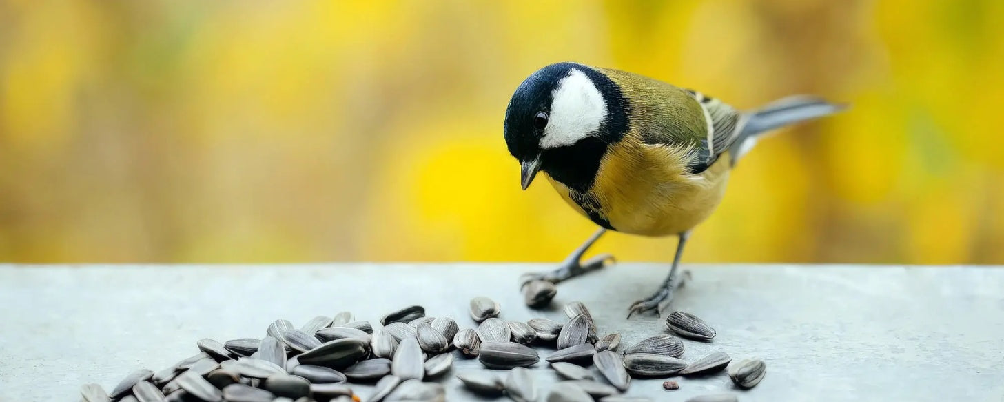 Can Birds Share Your Meals? A Guide to Safe and Unsafe Human Foods