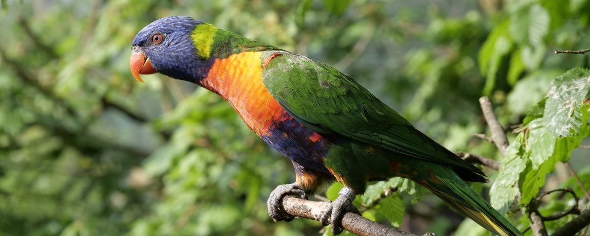 Caring for Your Bird During Moulting: Essential Tips and Tricks