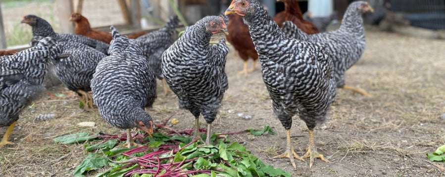 Chicken Treats 101: What to Feed and What to Skip
