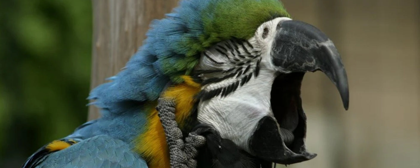 Common Respiratory Diseases in Birds and How to Manage Them