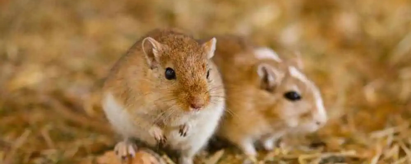 Comparing Gerbils and Hamsters: Differences in Care and Behavior