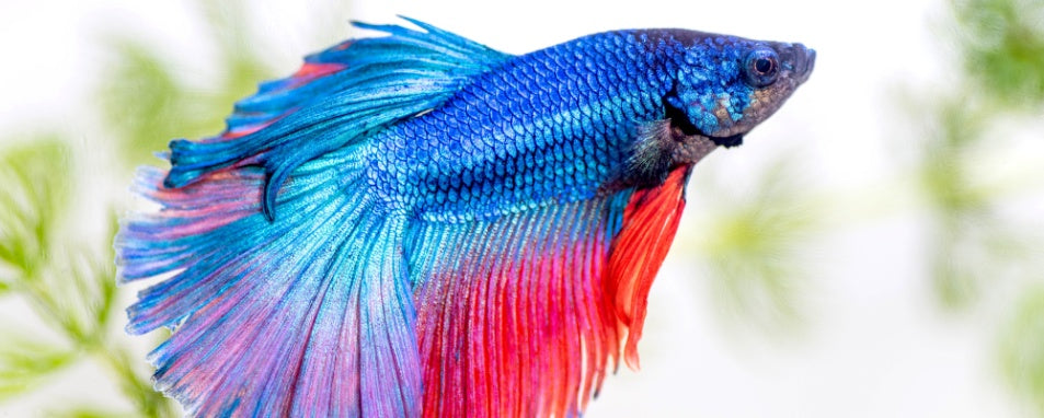 Comprehensive Fish Care: From Setup to Maintenance