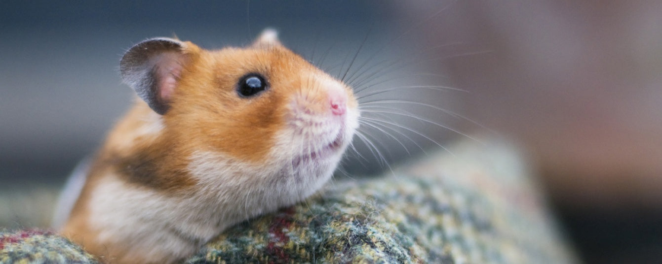 Do Hamsters Hibernate? Signs to Watch For and How to Help
