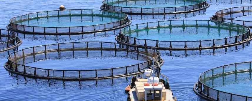 Essential Water Quality Parameters for Successful Fish Farming