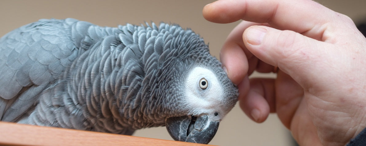 Feathered Care 101: Grooming and Daily Maintenance for Pet Birds