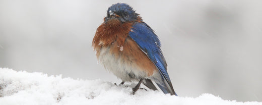 Helping Birds Survive Storms: Tips for Protecting Feathered Friends