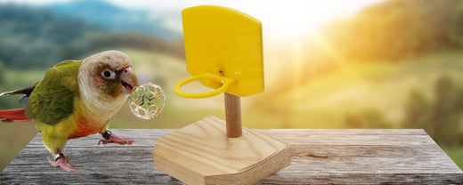 Interactive Bird Games: How to Train Your Bird to Fetch and More