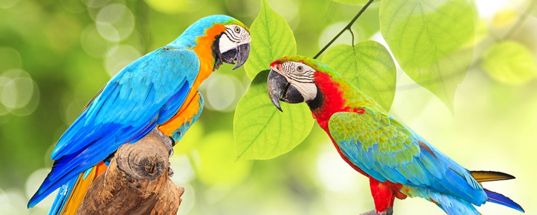 Parrot Interactions: The Complexities of Feathered Friendships