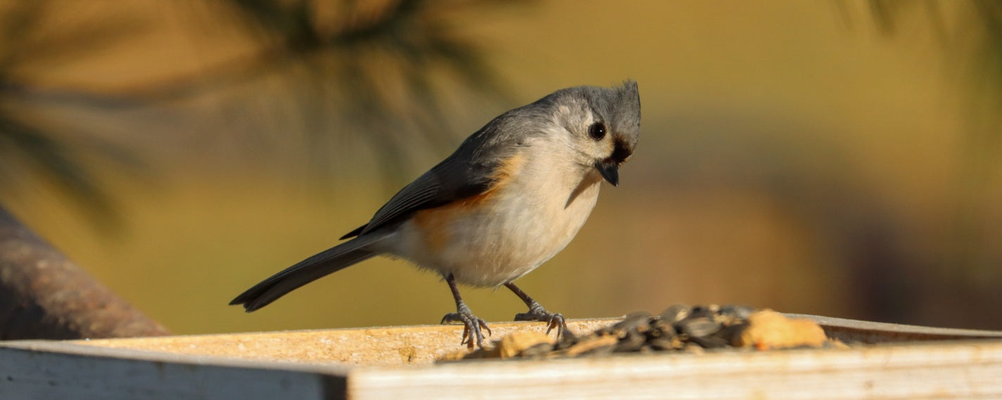 Pellets or Seeds? Choosing the Right Diet for Your Pet Bird