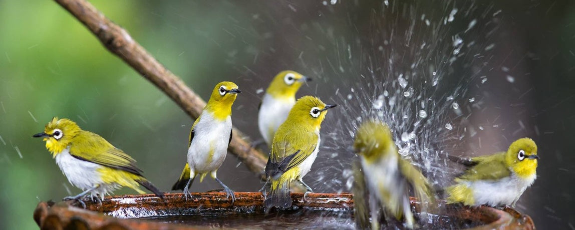 Top Bird Supplies: Everything You Need for a Happy Bird