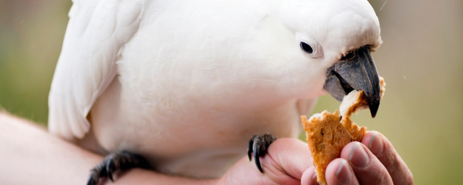 Top Feeding Mistakes Bird Owners Make – And How to Fix Them
