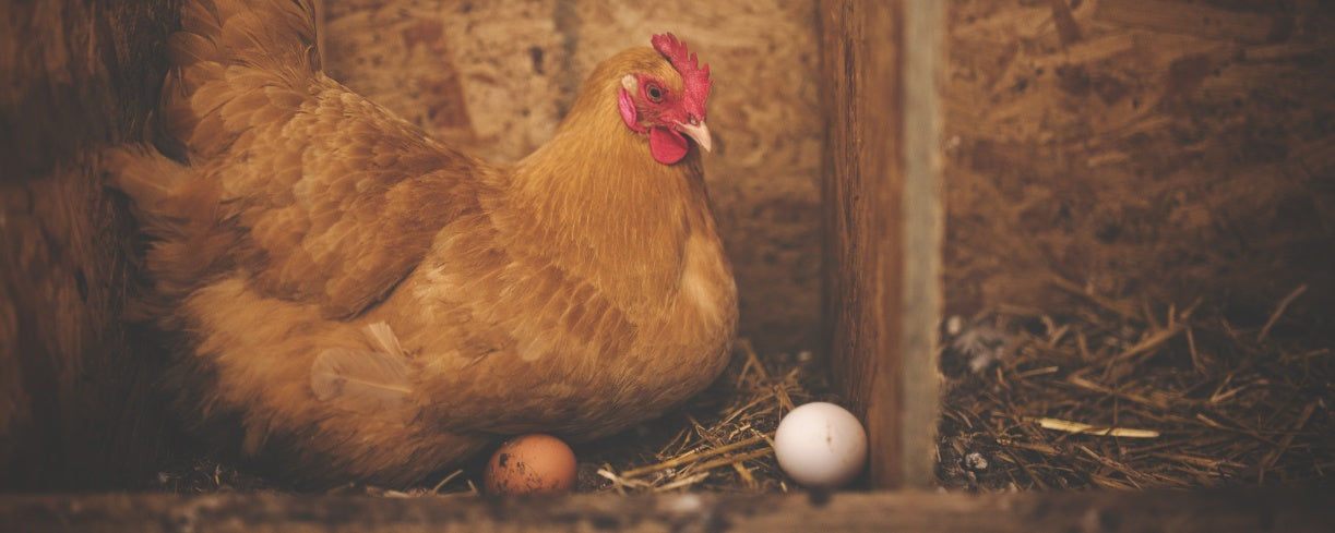 Top Things to Add to Your Chicken's Nesting Box for Comfort