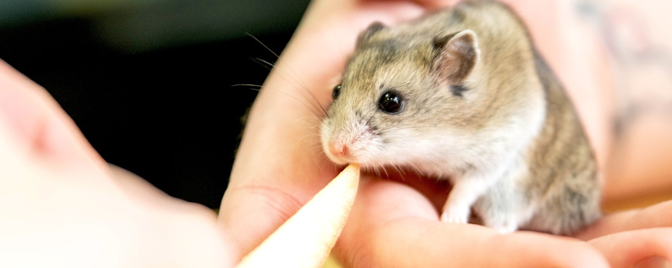 What Fruits and Vegetables Can Hamsters Eat A Guide to Safe Treats