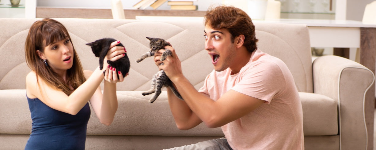 Bringing a New Kitten Home: Essential Tips for a Smooth Transition