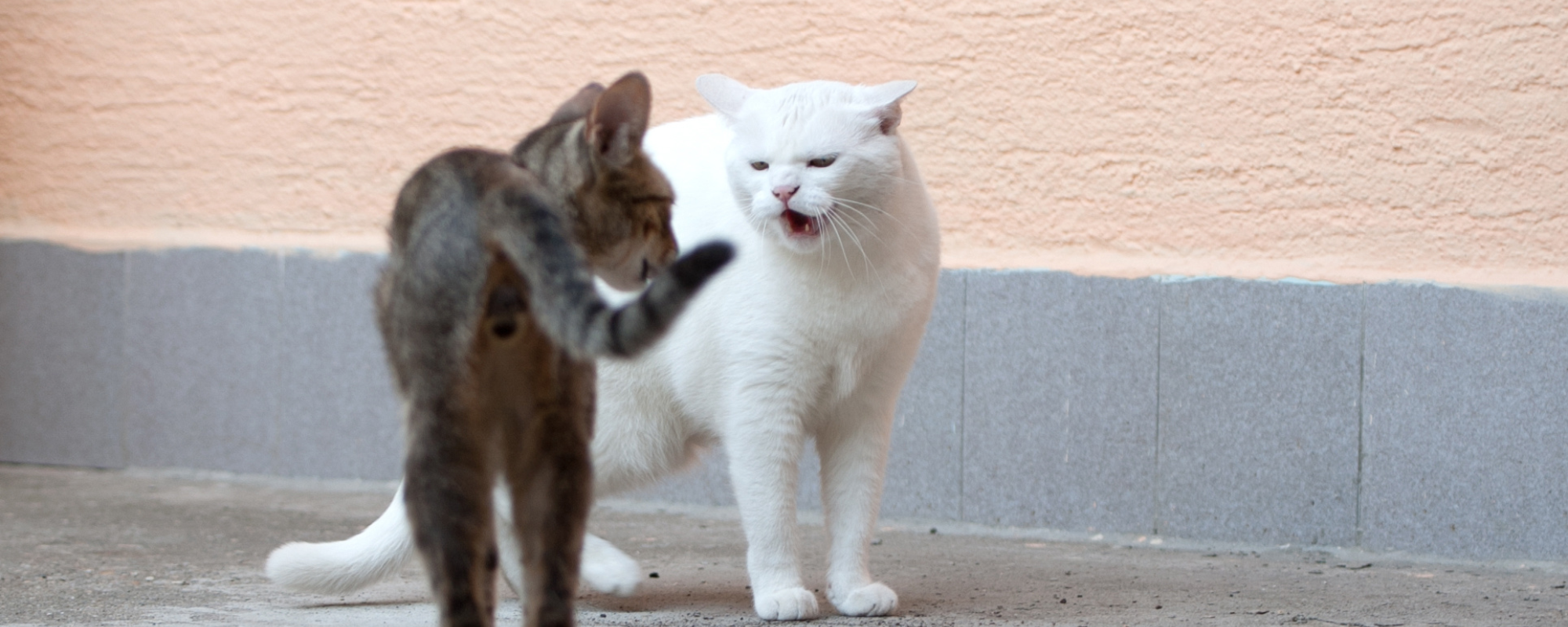 Calm Coexistence: Strategies for Reducing Cat Conflicts at Home