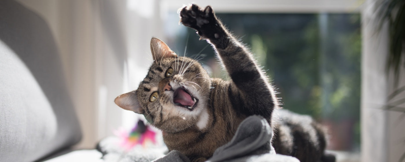 Cat Aggression: Why It Happens and How to Prevent It