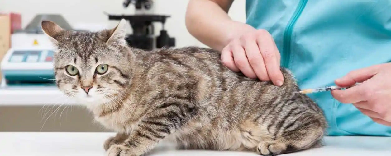 Cat Care 101: Why Regular Blood Work Matters