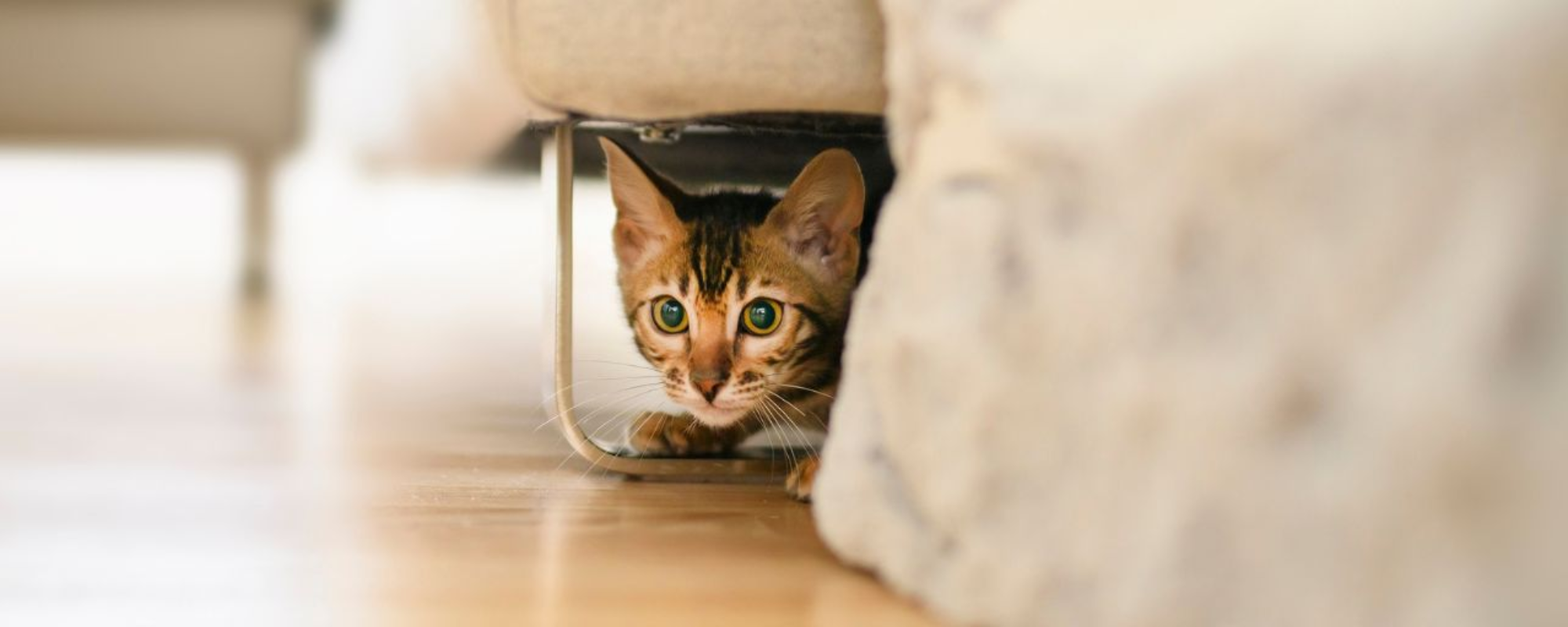 Cat Curiosity: Why Your Feline Friend Prefers Small Spaces