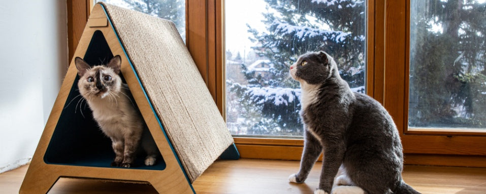 Creating The Perfect Space for Your Feline Friend