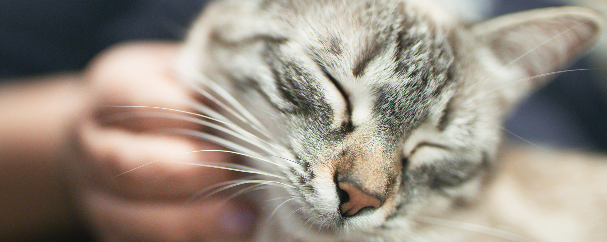 Decoding the Purr: What Your Cat’s Purring Really Means